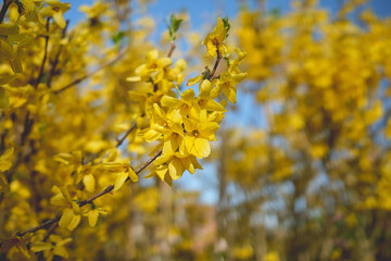 yellow tree