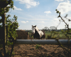 horse in the farm