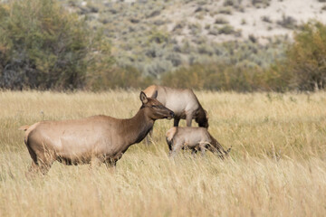 Cow Elk in a Field