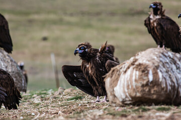 Cinereous Vulture, (Aegypius monachus) flight from rock in natural environment. Wild life.