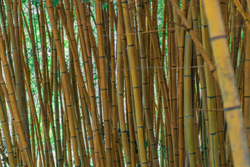 Bamboo trees with green leaves close-up in a botanical garden.