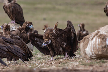 Cinereous Vulture, (Aegypius monachus) in a group natural habitat. Wild life.