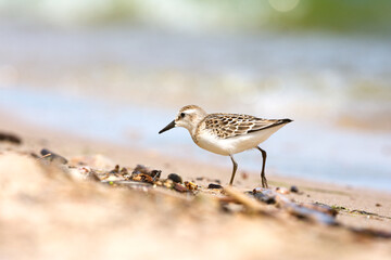A small sanderling bird foraging on a sandy beach on a bright sunny day 