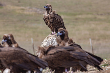 Cinereous Vulture, (Aegypius monachus) in a group natural habitat. Wild life.