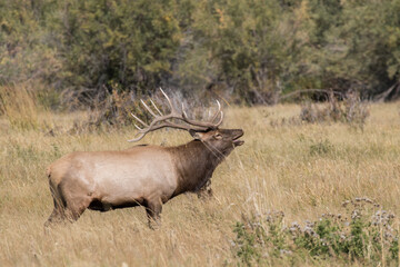Bugling Bull Elk