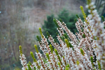 Obraz premium heathers in the field