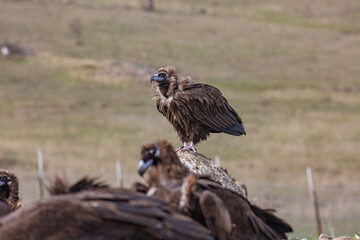 Cinereous Vulture, (Aegypius monachus) in its natural environment. Wild life.