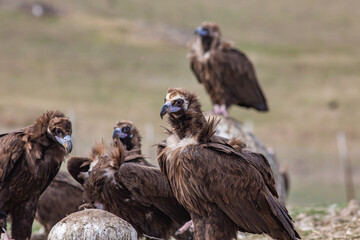 Cinereous Vulture, (Aegypius monachus) in a group natural habitat. Wild life.