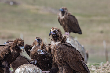 Cinereous Vulture, (Aegypius monachus) in a group natural habitat. Wild life.