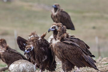 Cinereous Vulture, (Aegypius monachus) in its natural habitat. Wildlife.
