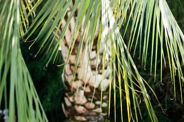 Beautiful green palm leaf close-up growing outdoors. Soft and blur conception