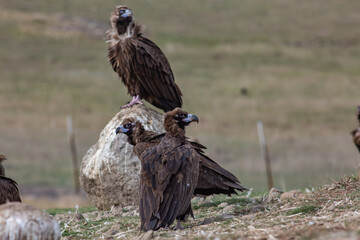 Cinereous Vulture, (Aegypius monachus) in its natural habitat. Wildlife.