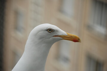 close up of a seagull