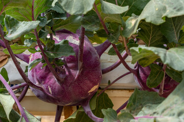 Hydroponically Grown Purple Kohlrabi