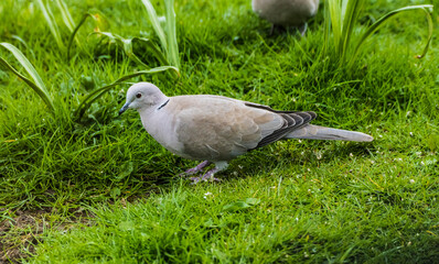 Collared Dove  --  Streptopelia  decaocto