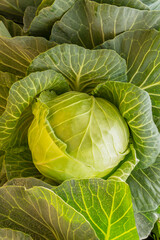 Obraz premium A Hydroponically Grown Cabbage