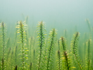 Close-up underwater view of Canadian waterweed sprouts