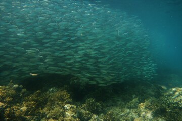Fototapeta na wymiar Huge shoals of sardines
