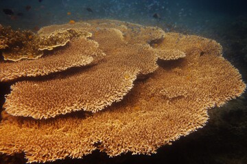 Huge table corals