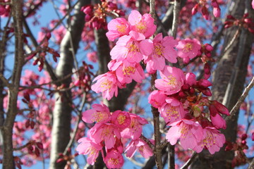 Cherry Blossom
