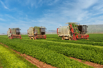 Fototapeta premium Parsley plant. Three agriculture machinery harvesting herbs in a green agricultural field. Combine harvester.