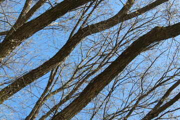 Fototapeta premium Tree trunk