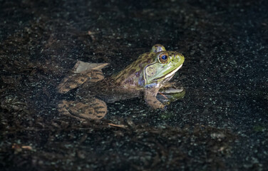 Columbia Spotted Frog