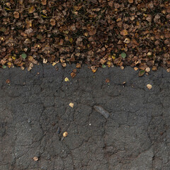 Asphalt with dry yellow leaves