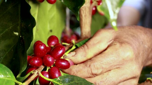 Man harvesting red mature coffee berries from a branch
