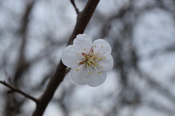 Spring flowers bloom on a fruit tree.