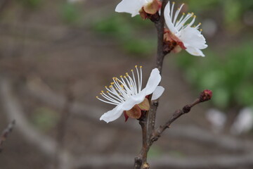 Spring flowers bloom on a fruit tree.