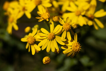 bee on yellow flower