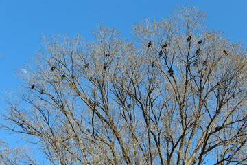 Birds on a tree