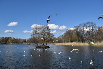 Baltic seagulls in their natural habitat.