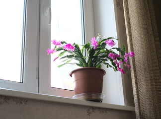 A house flower with pink blooming flowers stands on a white windowsill. Bottom view