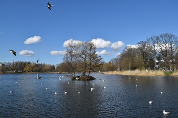Baltic seagulls in their natural habitat.