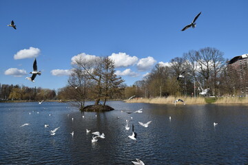 Baltic seagulls in their natural habitat.