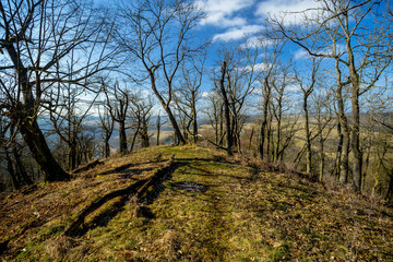 View into the Treetops on the Hill Above the River Berounka