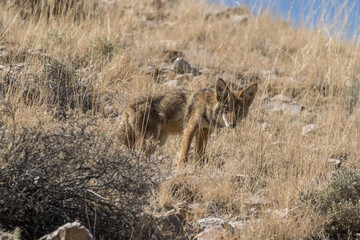 Curious Coyote