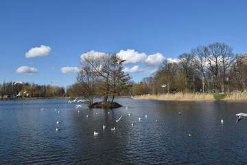 Baltic seagulls in their natural habitat.