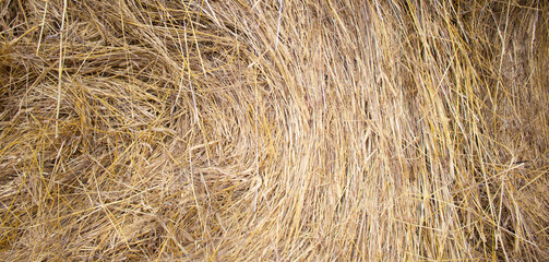 Close up of straw background texture. Concept image. Peaceful nature.