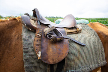 Closeup of an old horse saddle with detail. Harnessed horse being lead - close up details. A...