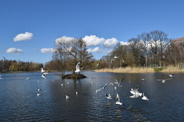 Baltic seagulls in their natural habitat.