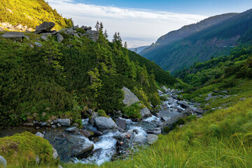 alpine balea stream in mountains. water flows among the stones and trees. beautiful summer landscape in the morning. view in to the distant valley of fagaras ridge