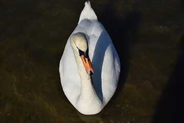Beautiful white swan posing on the city pond.
