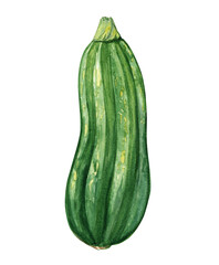 Watercolor green squash isolated on white background. Vegetable hand drawn illustration