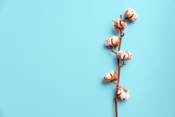 Branch with cotton flowers on a blue background.