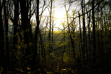 Fototapeta premium sunset in the forest
