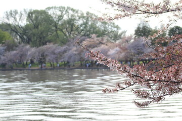 Cherry Blossom