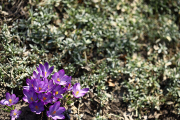 The primroses have blossomed. Saffron. Crocus flowers. First spring flowers.